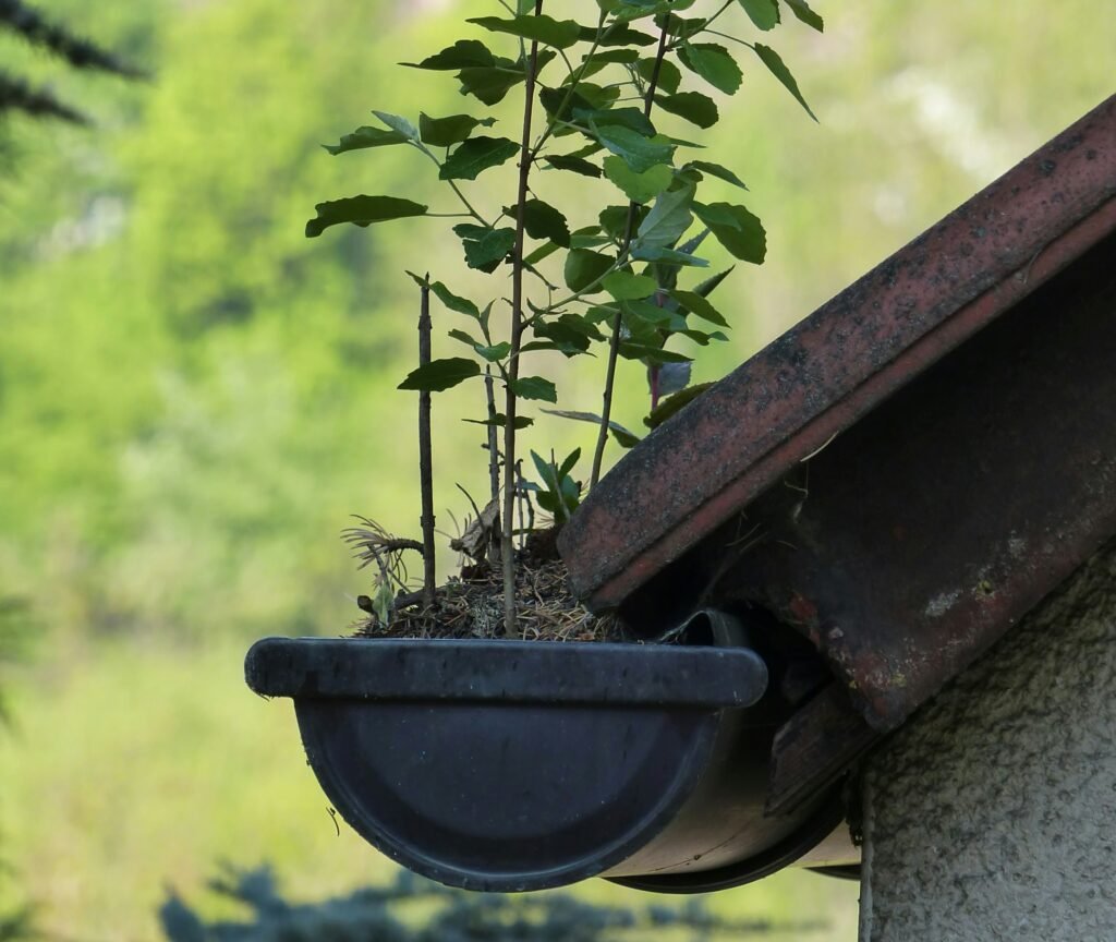Plant growing out of gutter